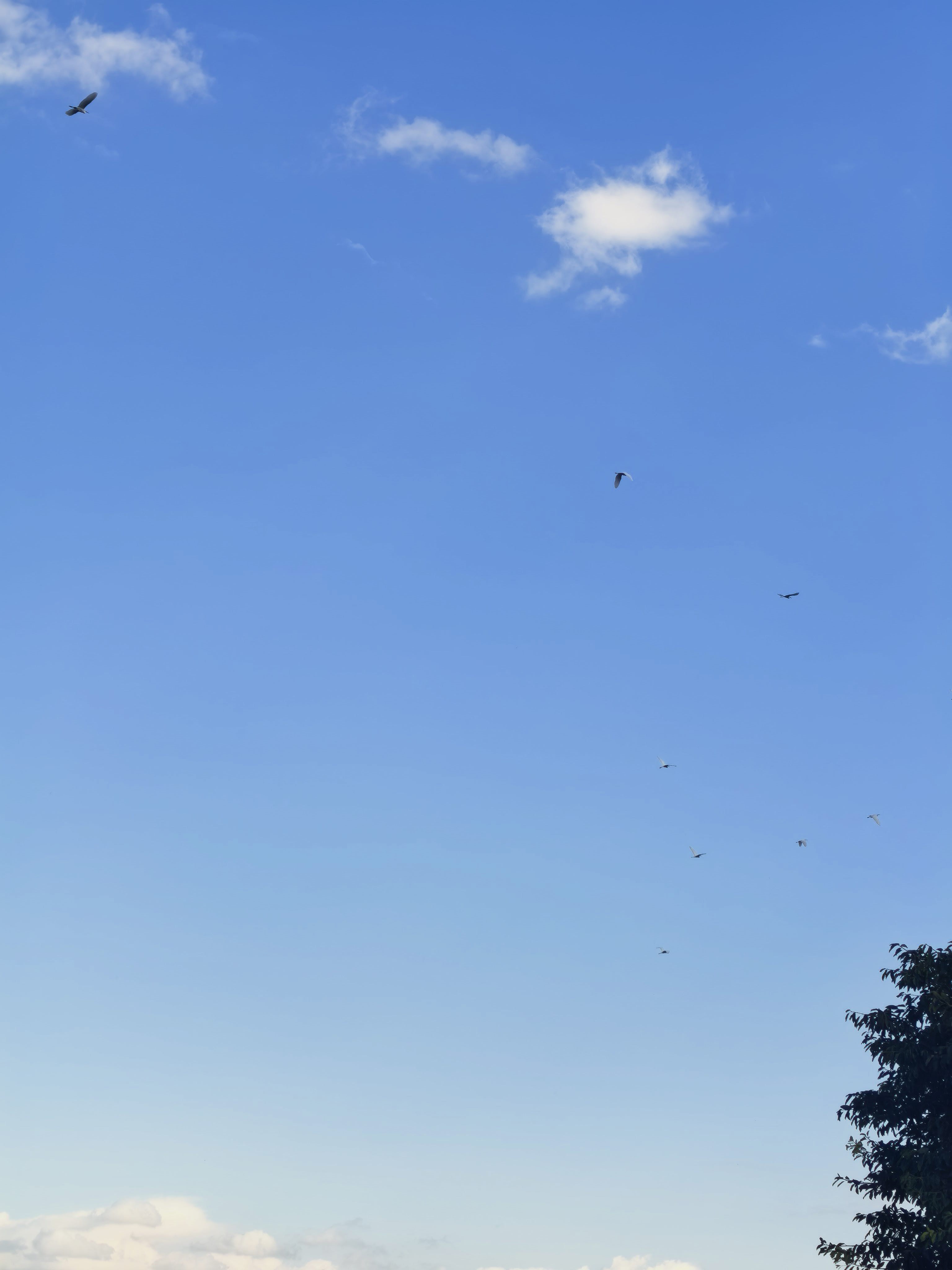 lzz