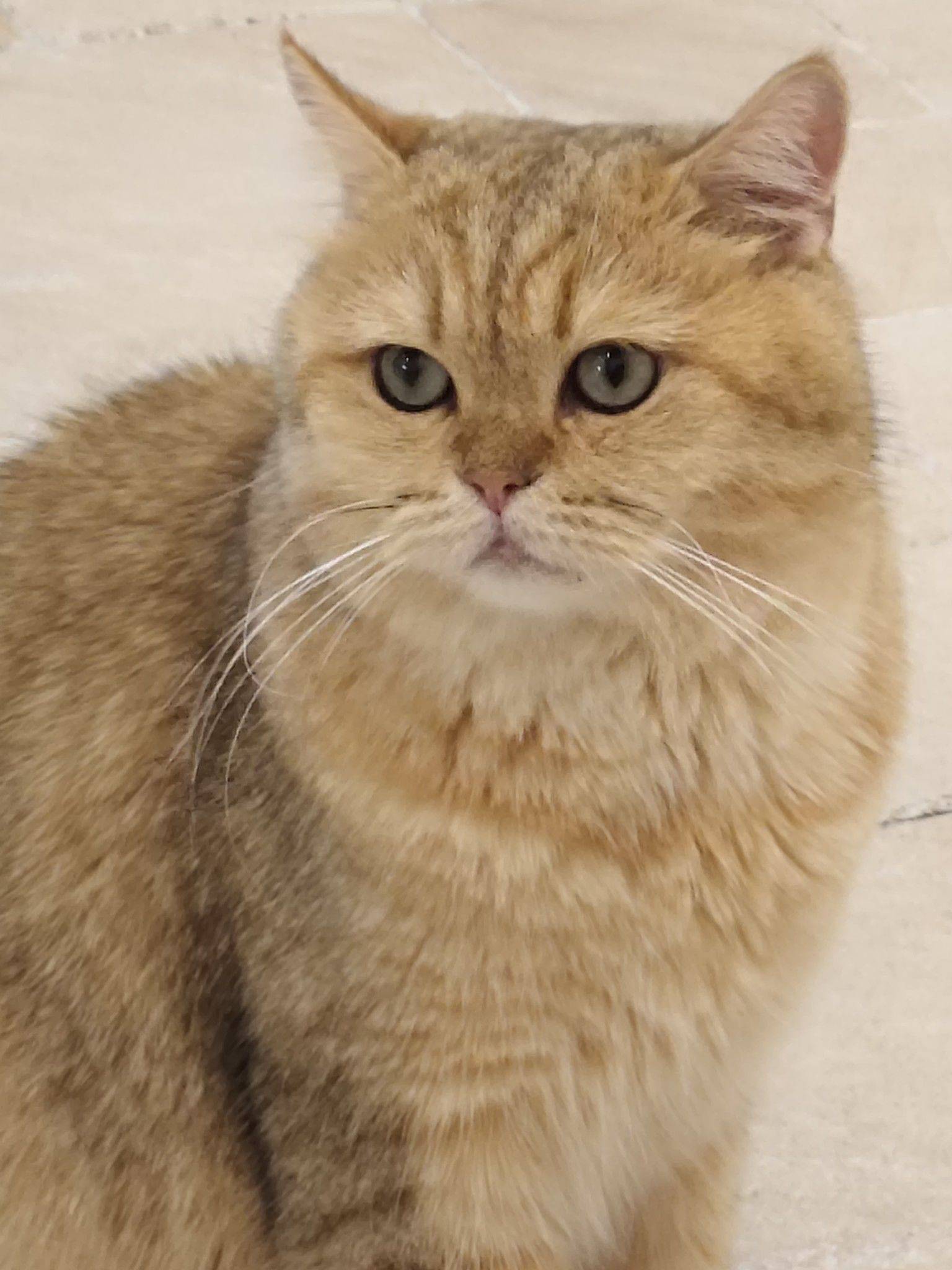 米妈