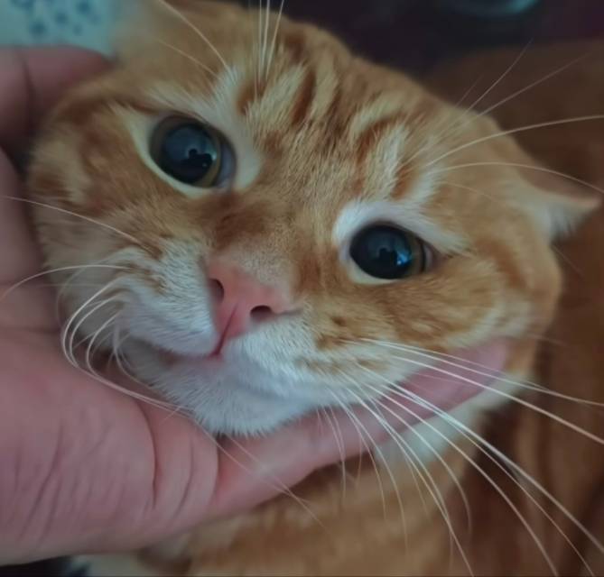 狐狸在做梦Zzz