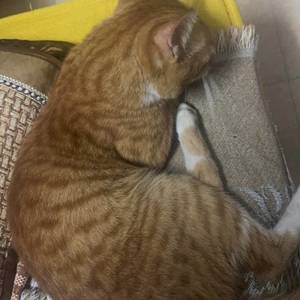 虎门地标6栋803出租