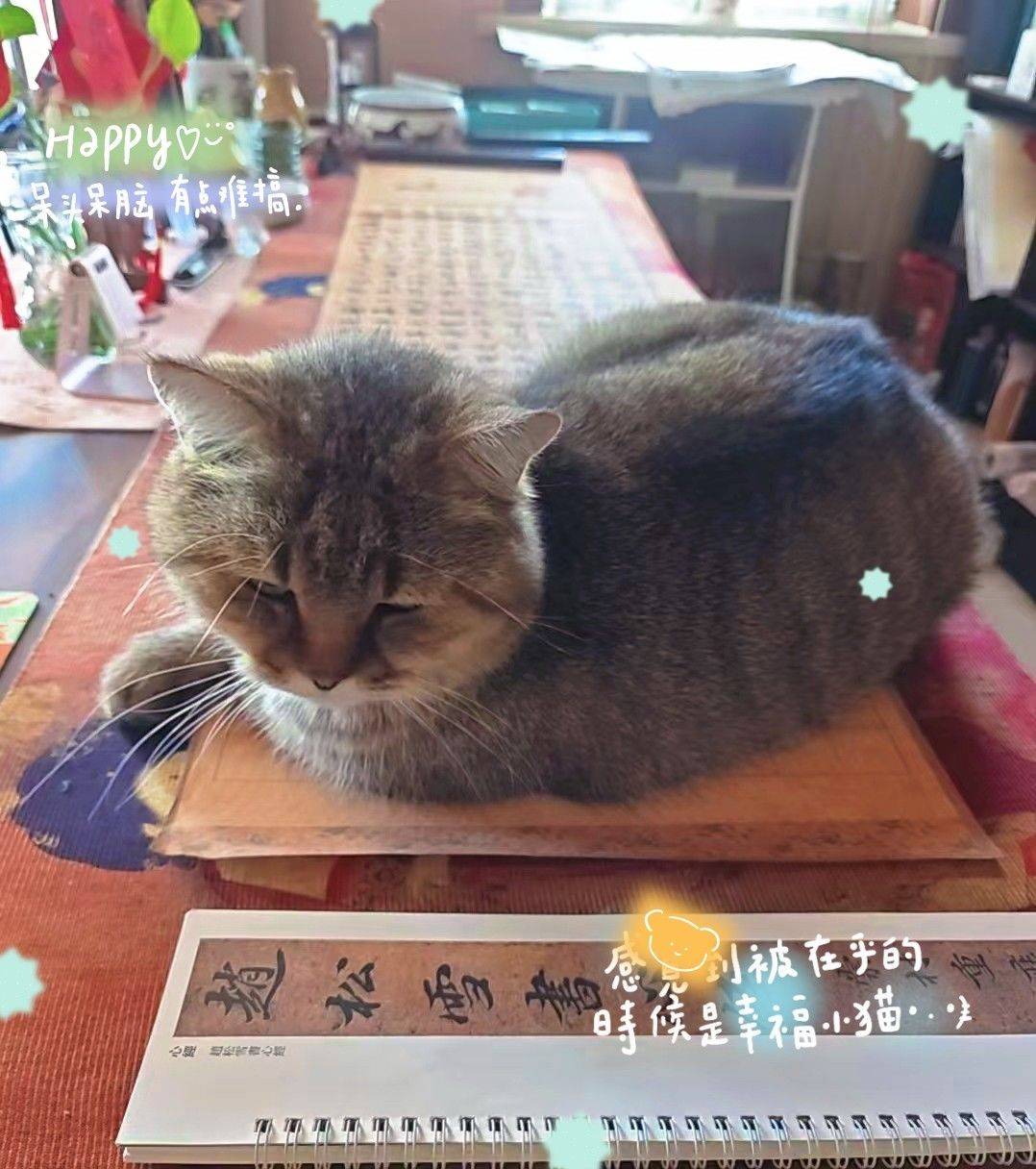 猫头