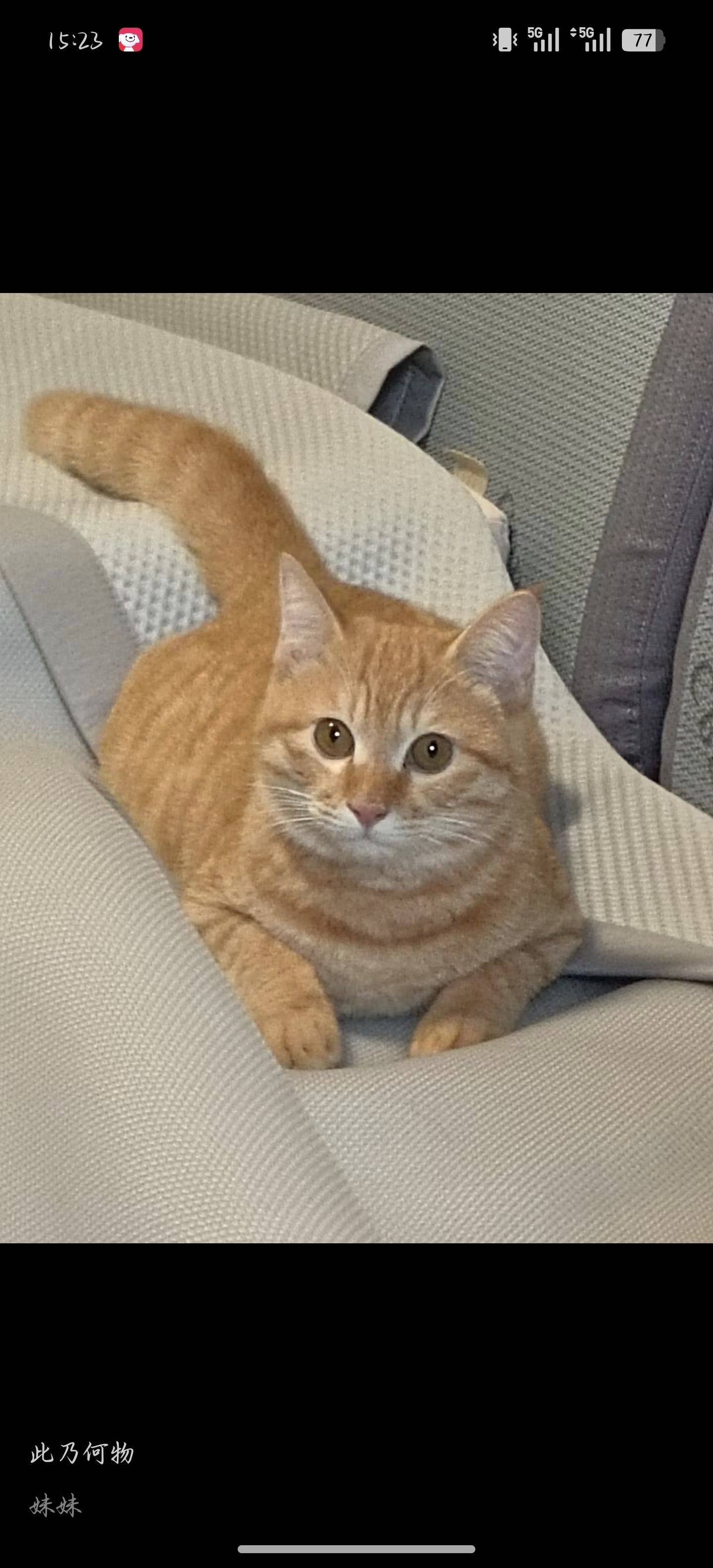 猫猫