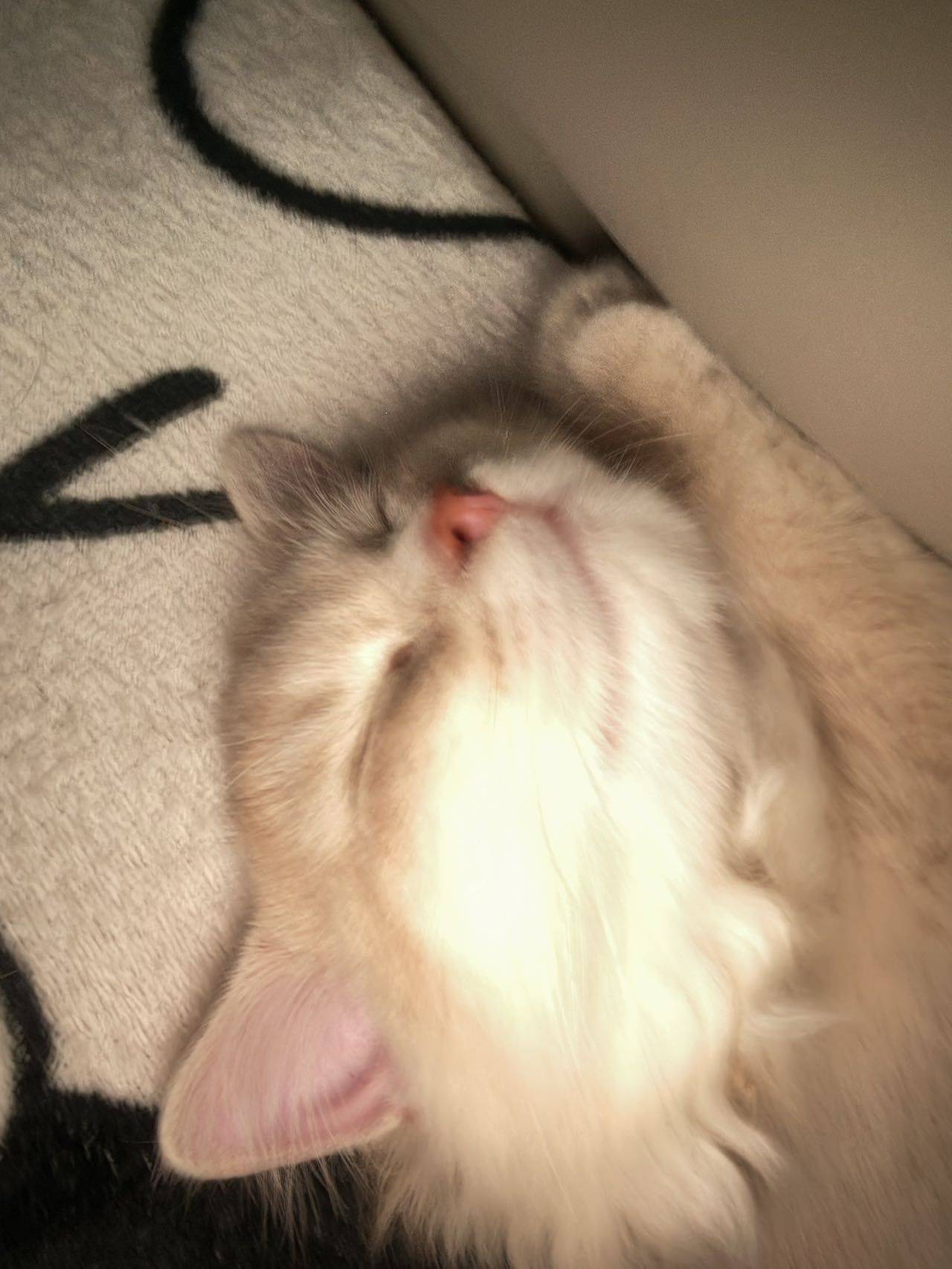 羊