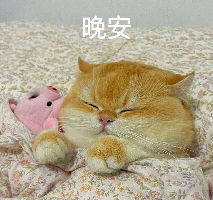 dodo