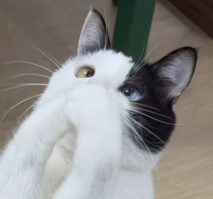 沐沐