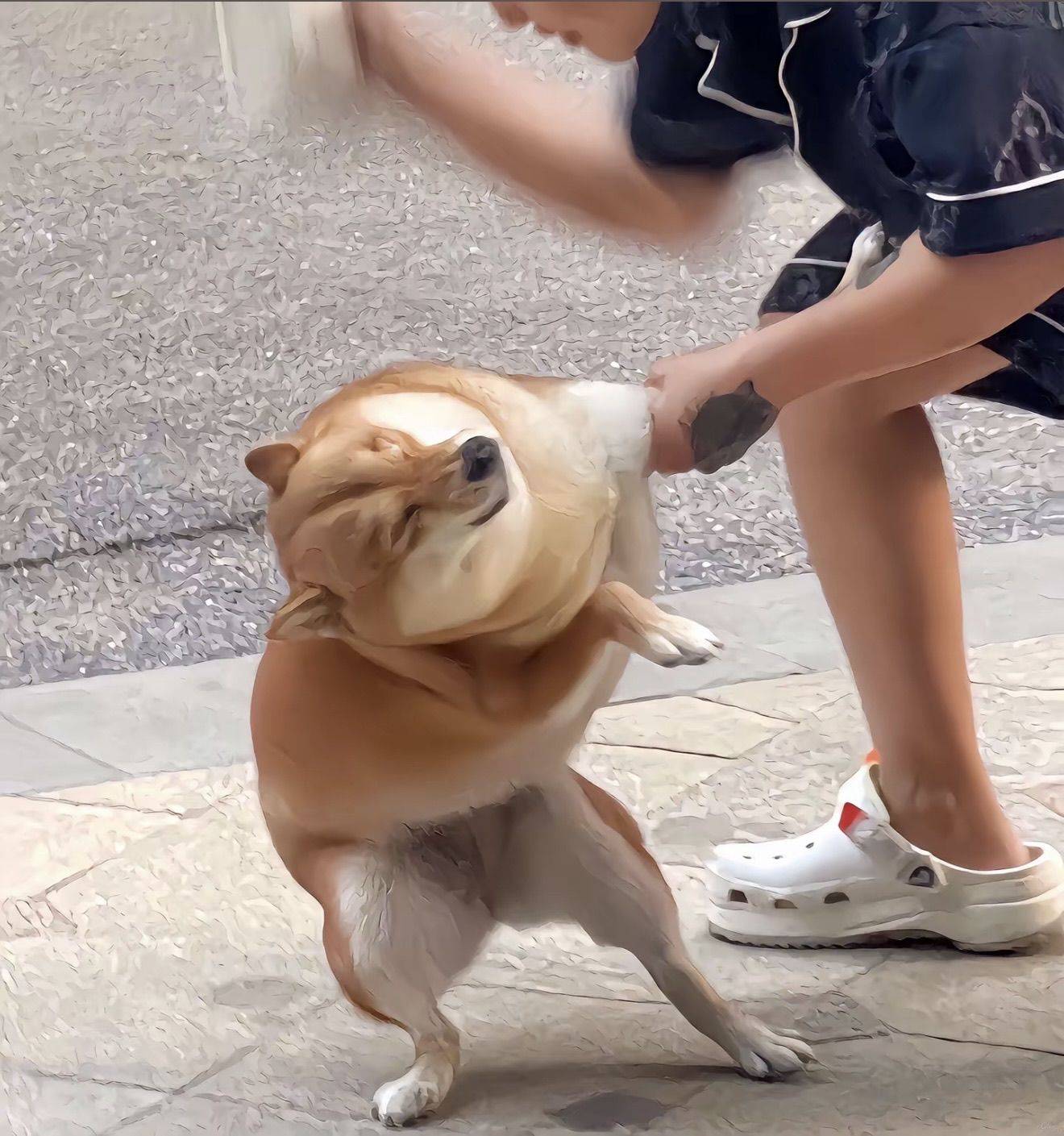 猫猫猫