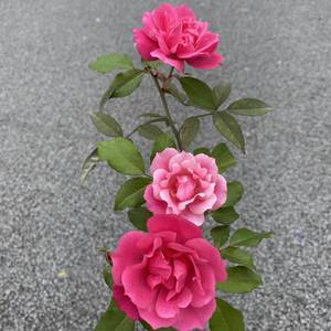 芳