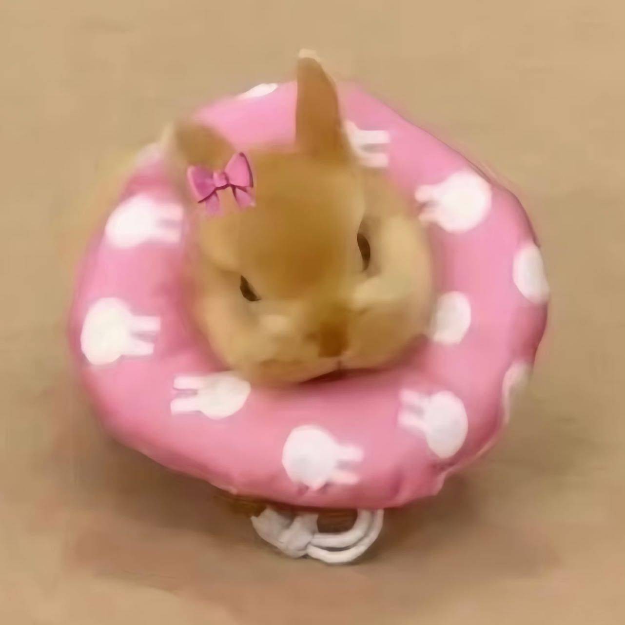 木槿九九
