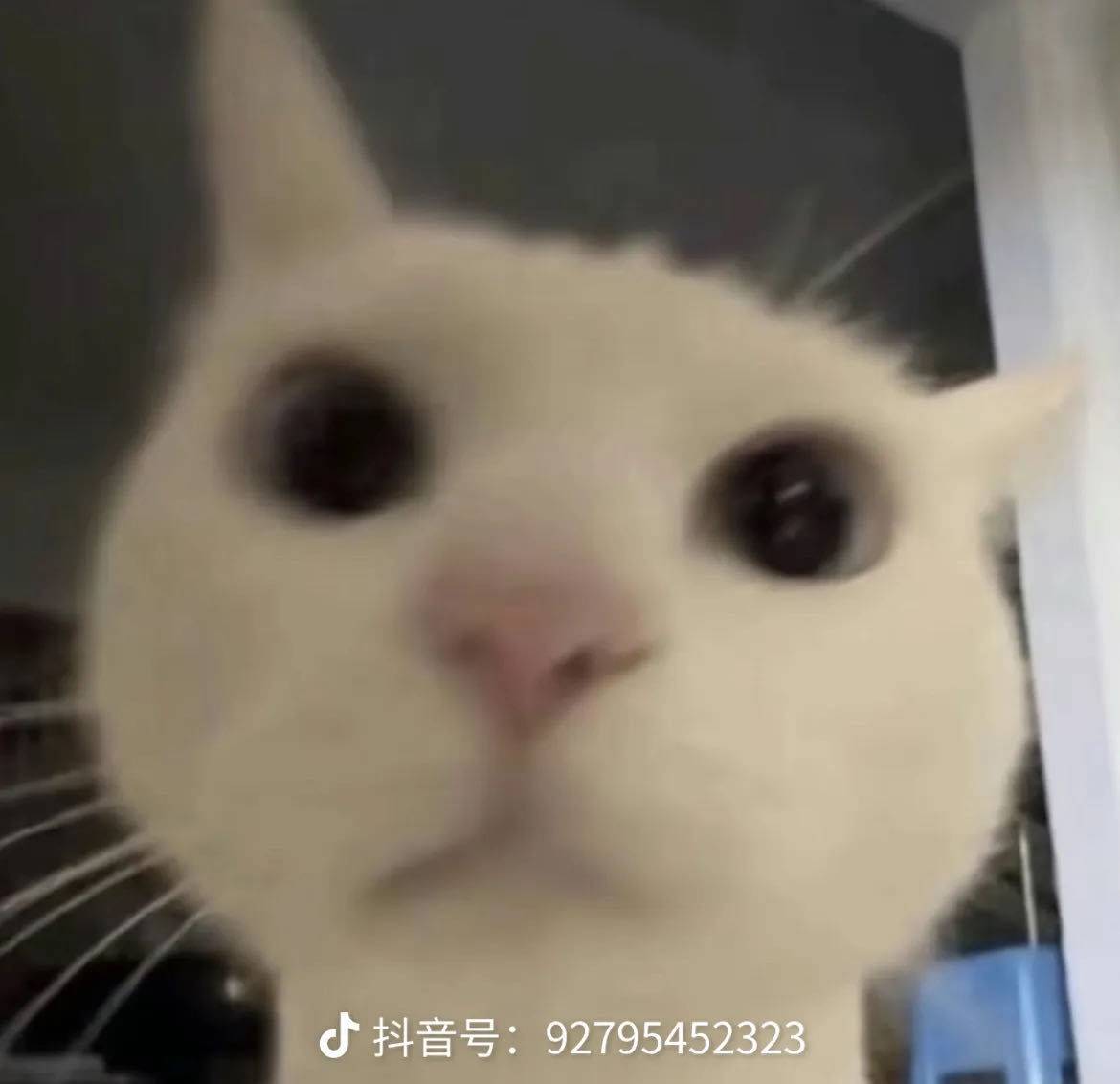 妮