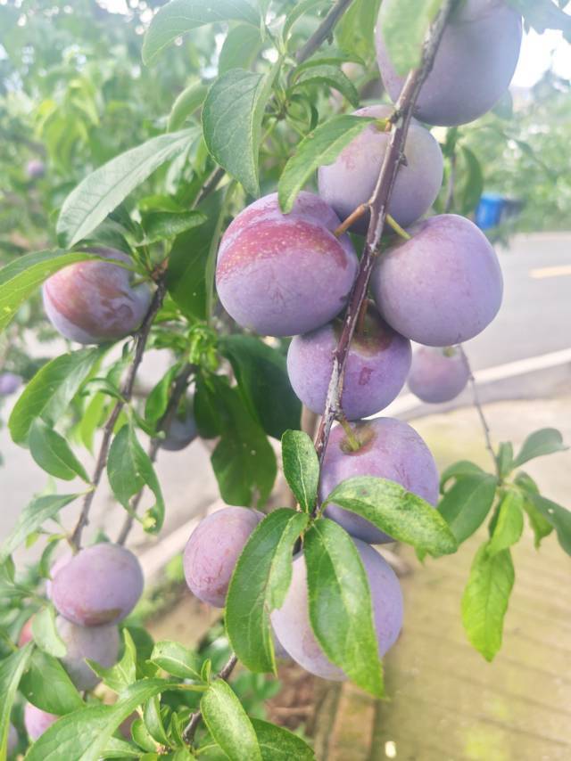 鑫源车美