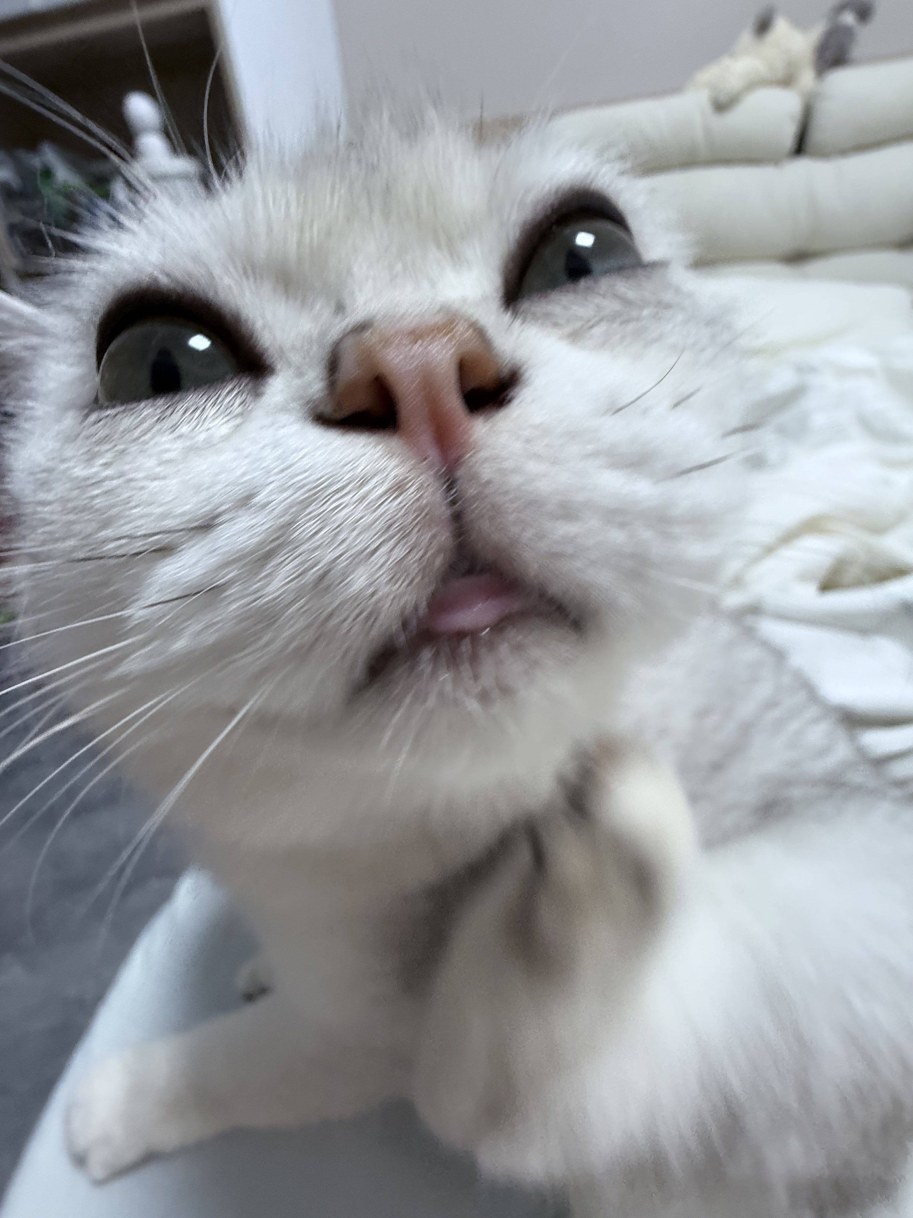 咪