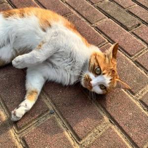 猪大肠
