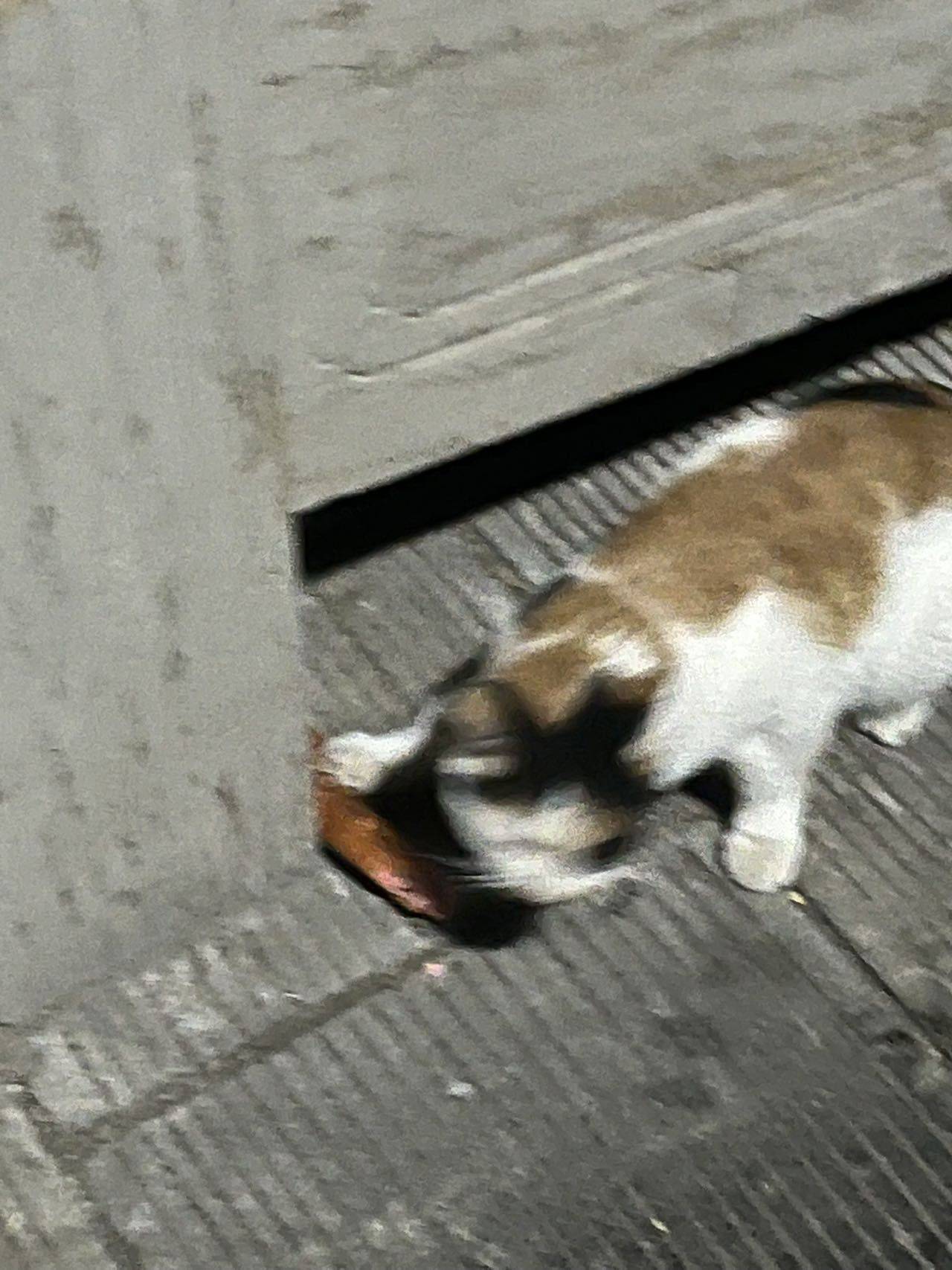 喵🐱