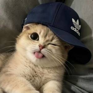 💤