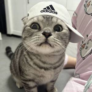 Y.
