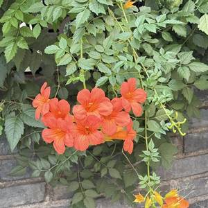 小花