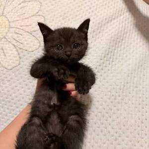 汤姆猫