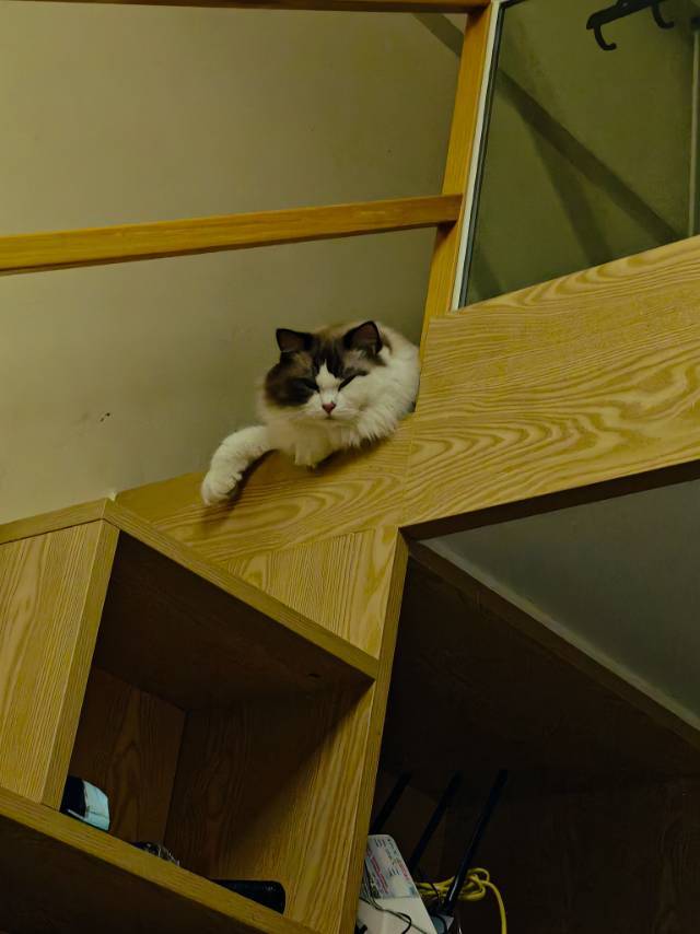 杨