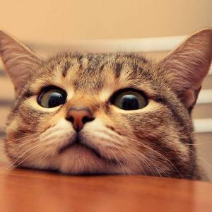 屋顶的猫