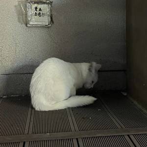 河北刘亦菲
