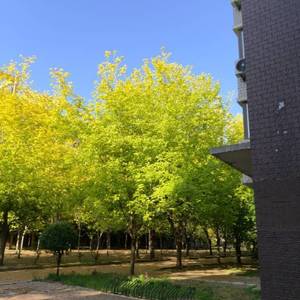 虞樾.
