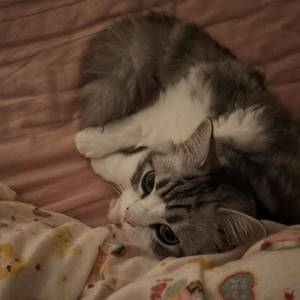 摇