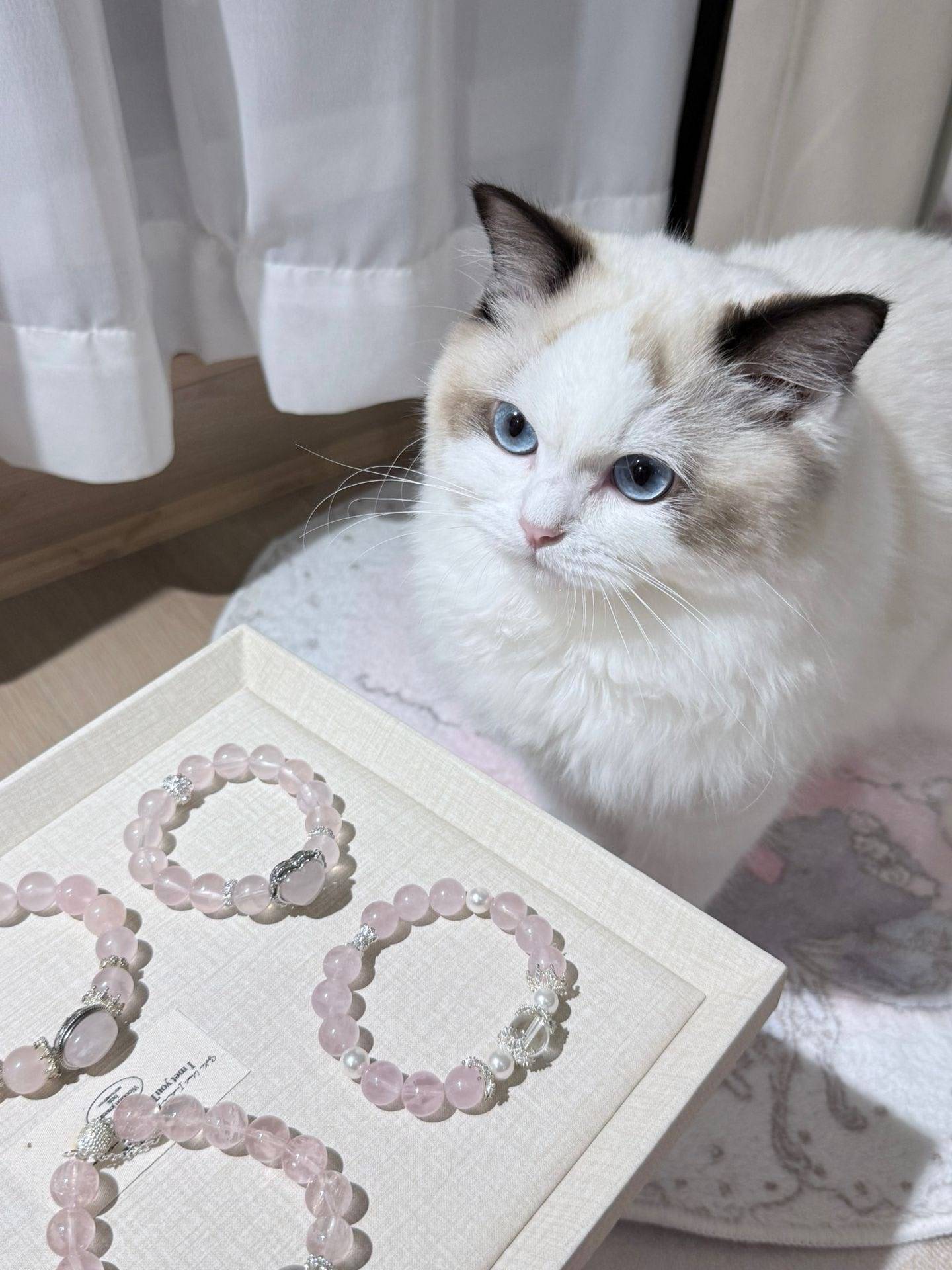 A Rosy ᥫᩣ