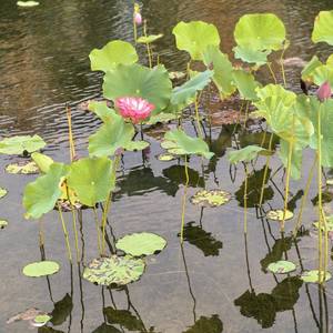 八月桂花