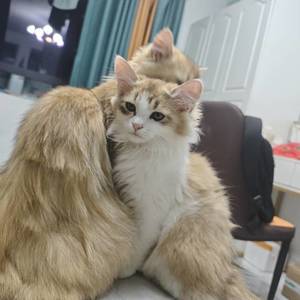 李白