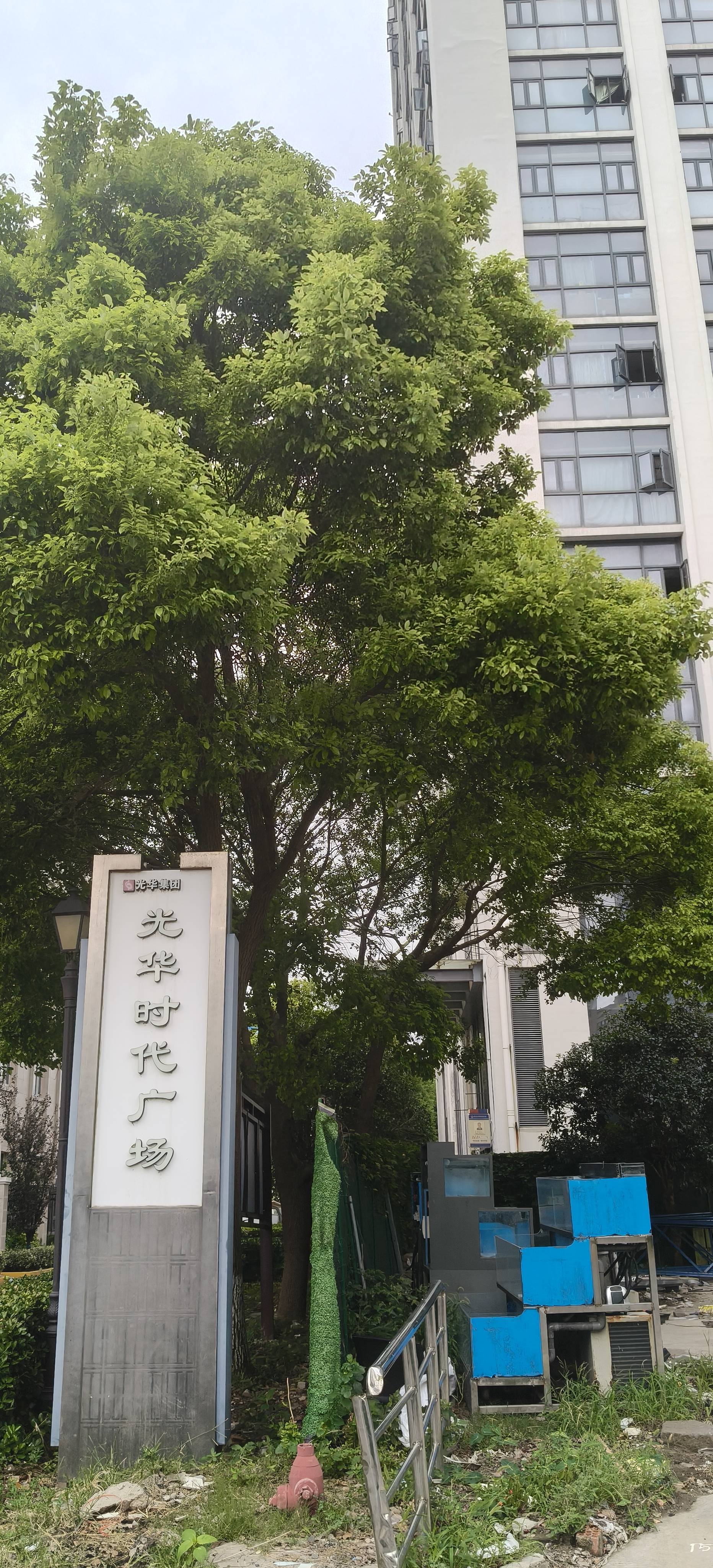 勤劳的青蛙