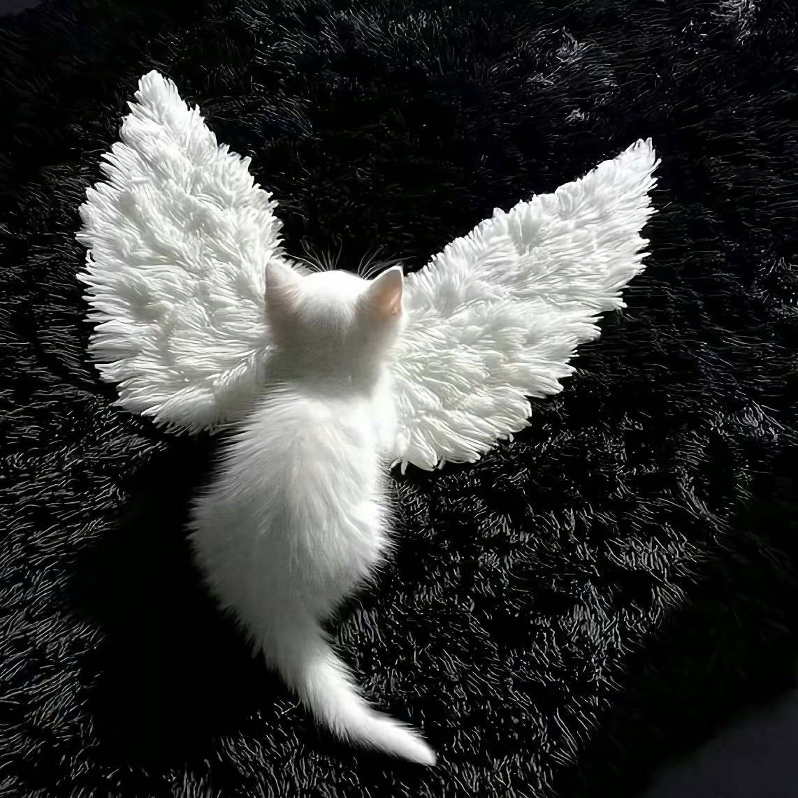 毛毛