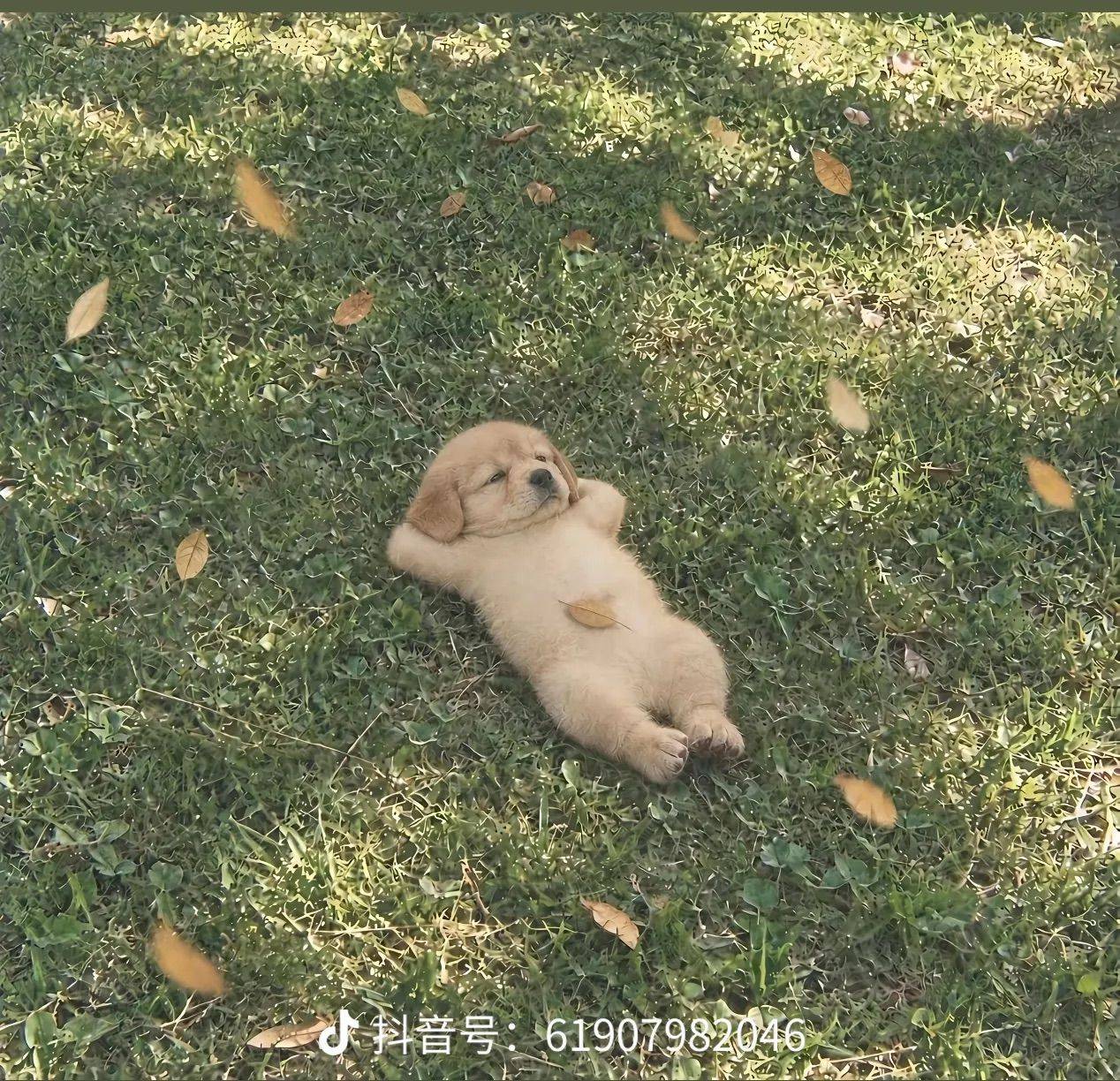 快乐小狗
