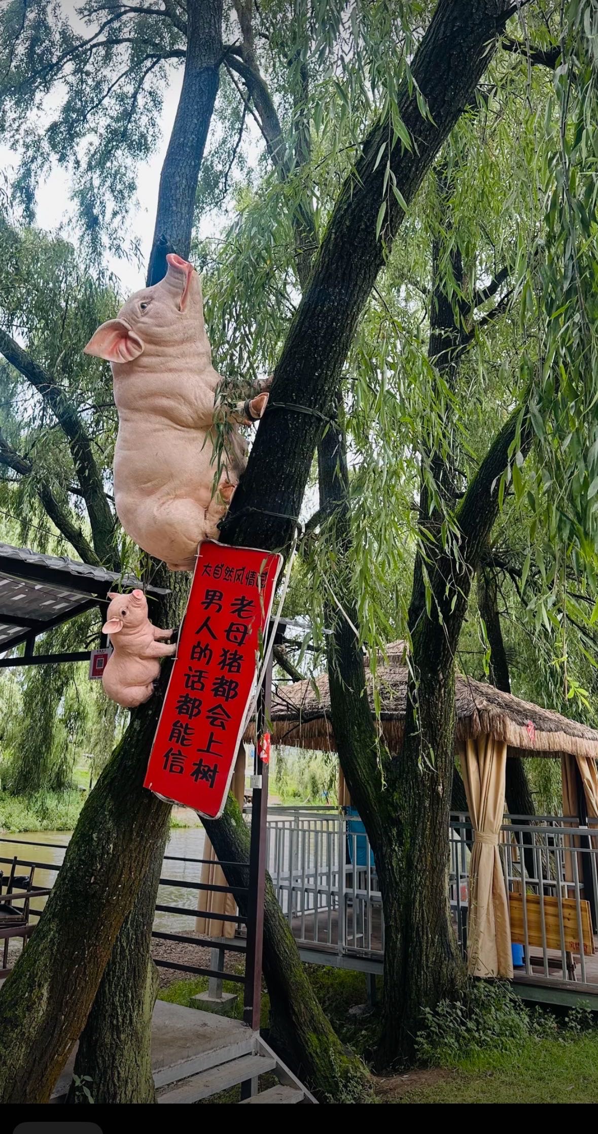 胡女士