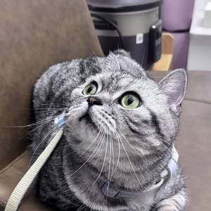 TT是只猫
